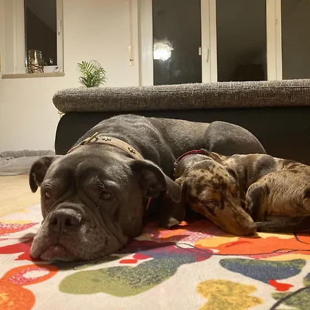 3 Zi Haustiere Willkommen Im Markgraeflerland Dreilaendereck * Schliengen